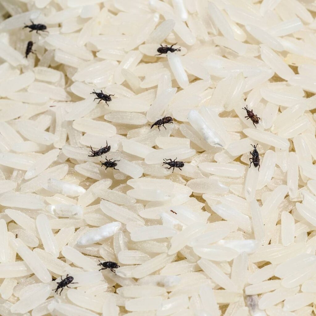 Pest Control Solutions for Food Storage