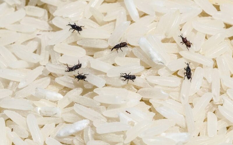 Pest Control Solutions for Food Storage
