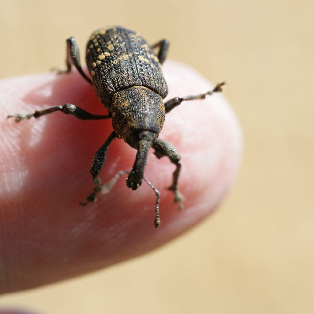 rice weevils