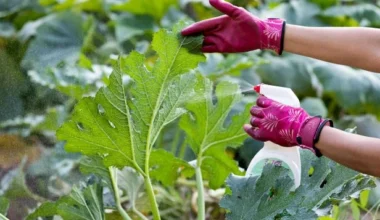 chemical pest control