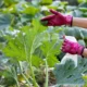 identify and control common Home Garden pests