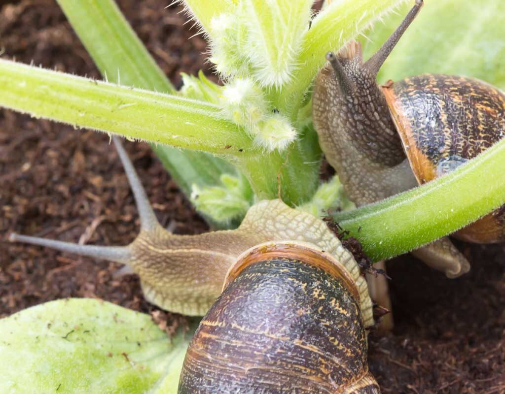 snails destroying a plant in a garden
