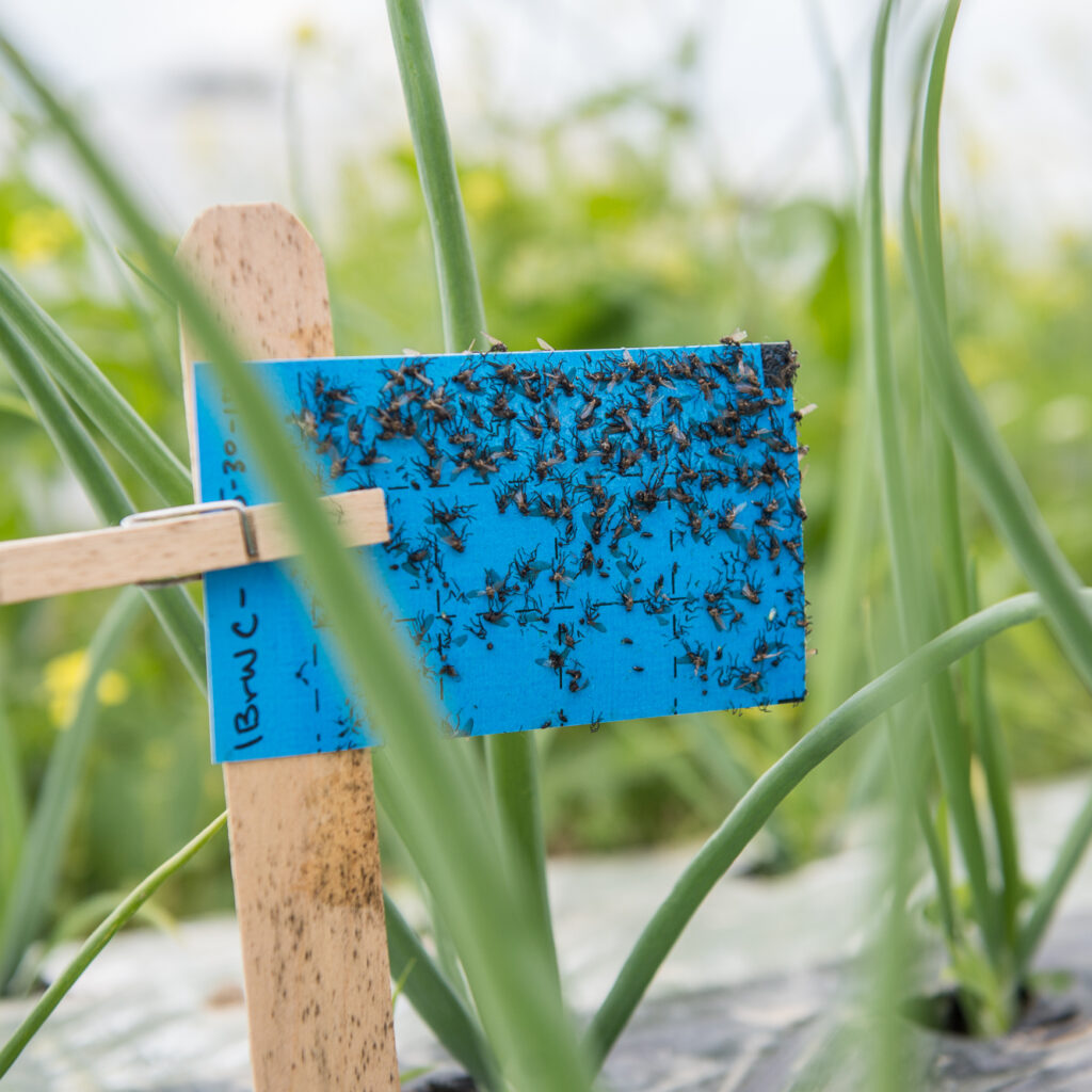 Natural Pest Control Methods in Agriculture