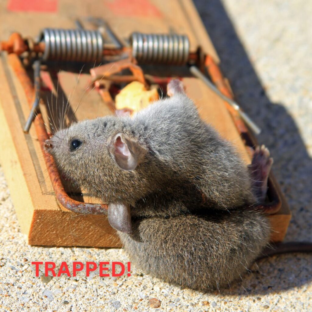 Rat trap