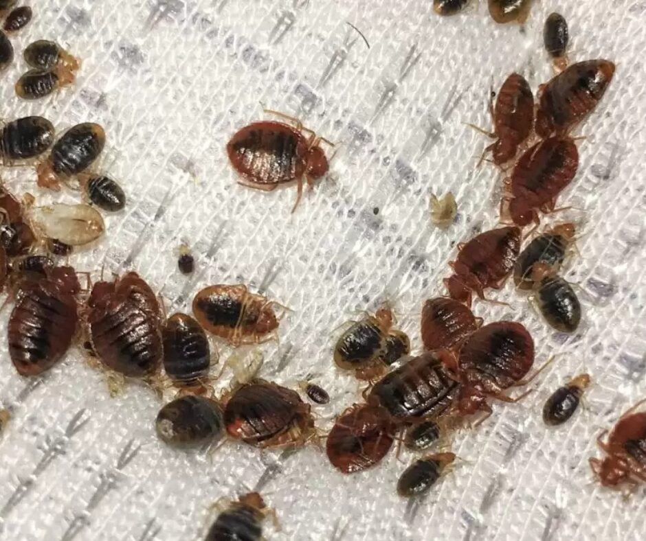 how long it takes bed bug eggs to hatch and spread
