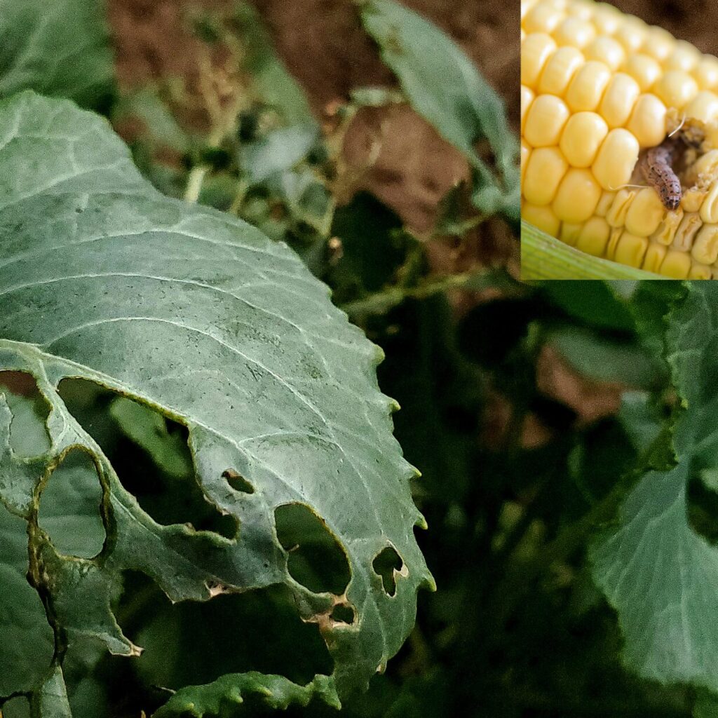 pest control services