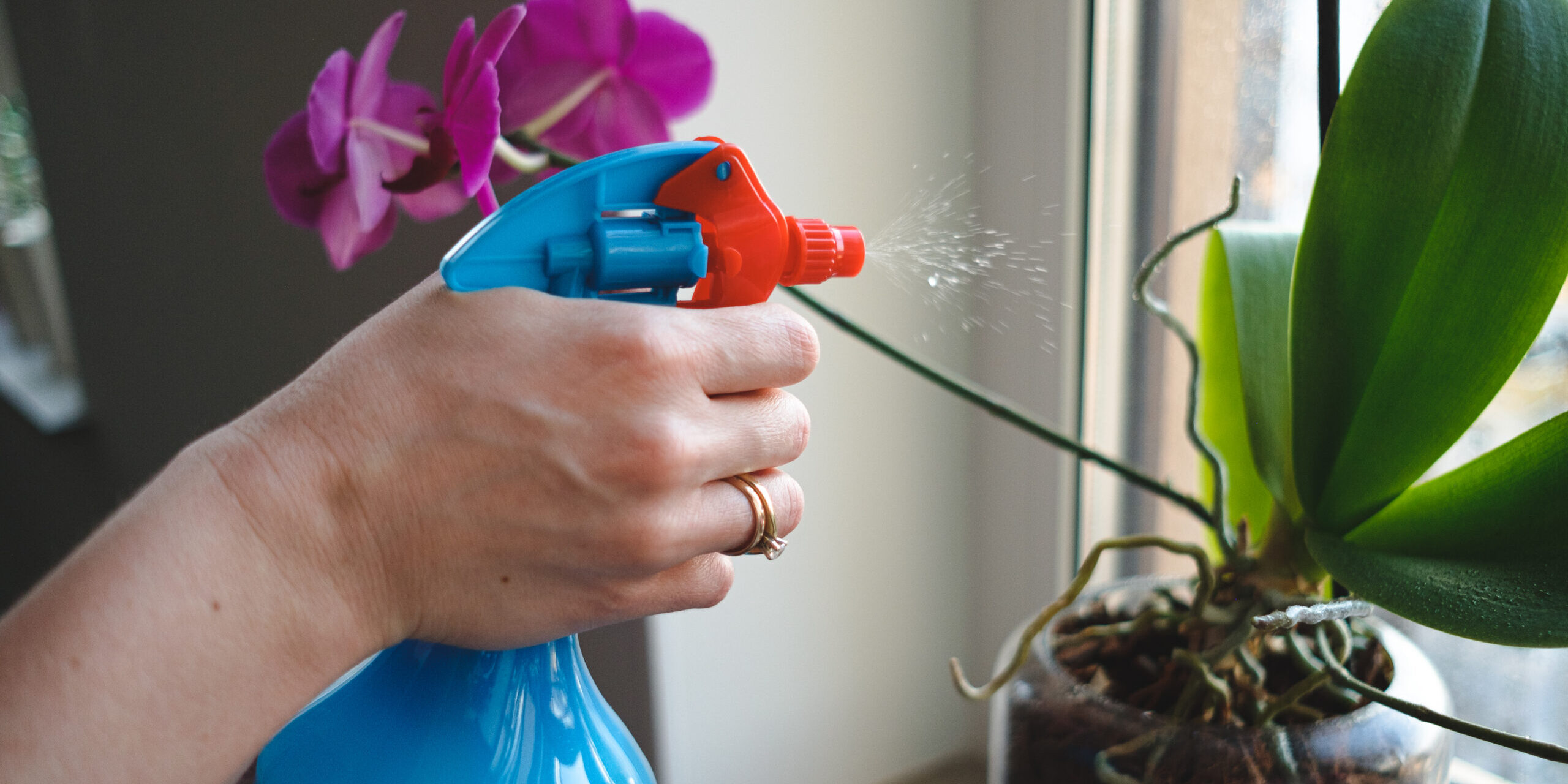  A picture of homemade pest natural repellent