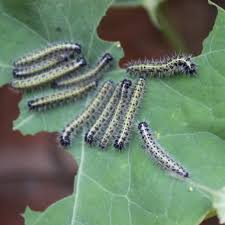 caterpillars 