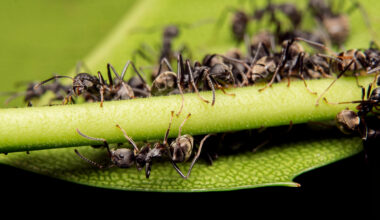 Pest control services