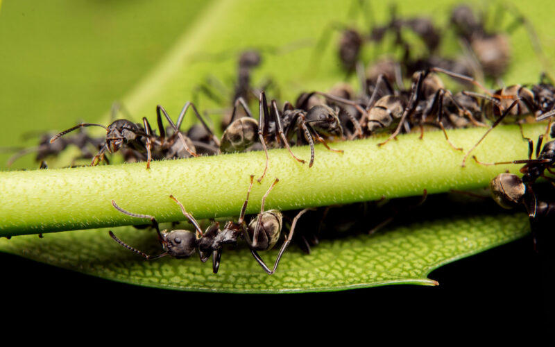 Pest control services