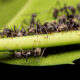 Pest control services