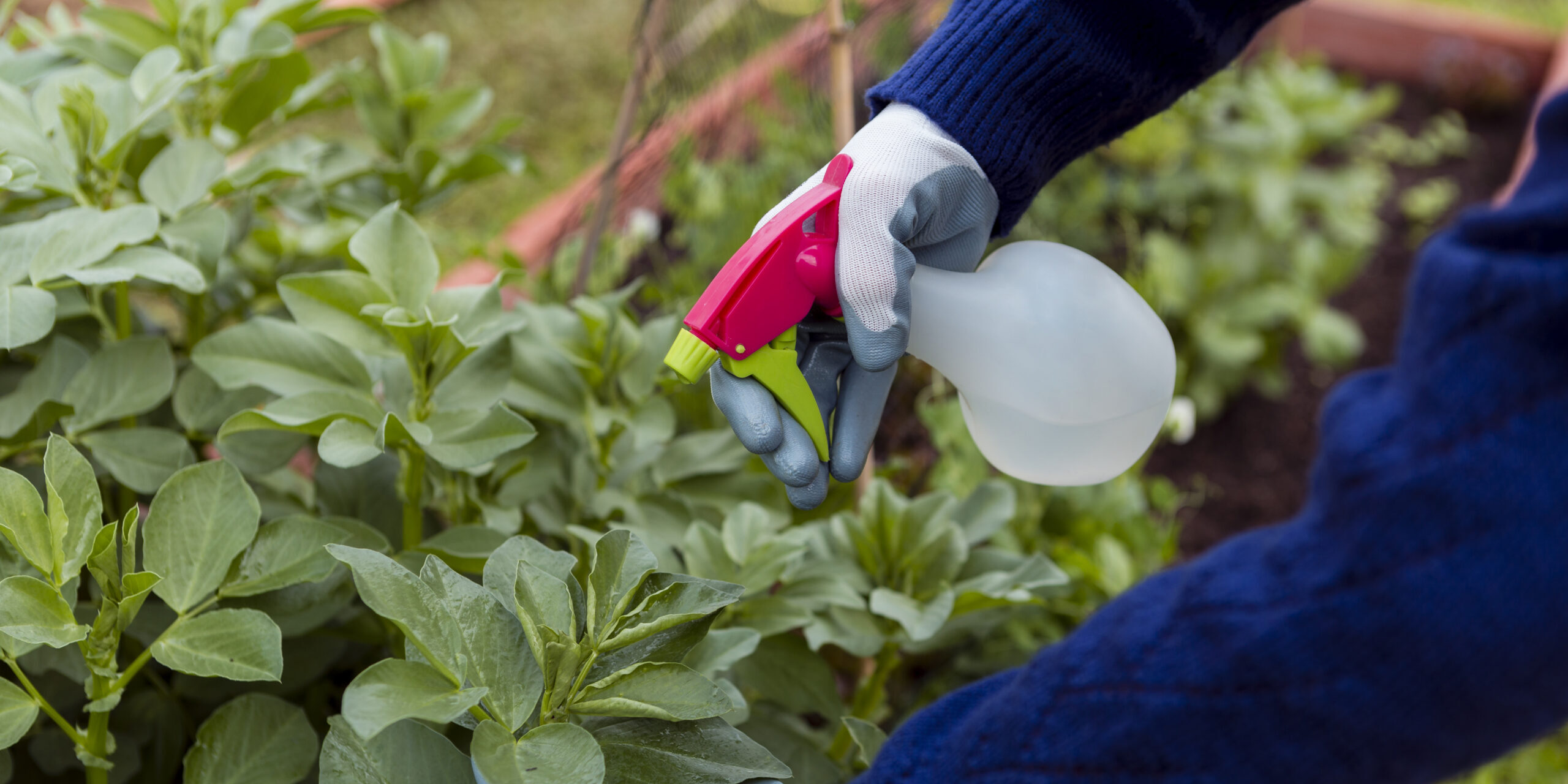 money-saving pest solutions for homeowners and property managers