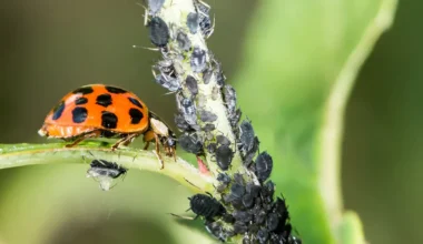 Natural Pest Control Methods in Agriculture