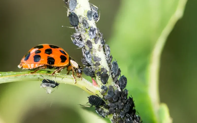 Natural Pest Control Methods in Agriculture