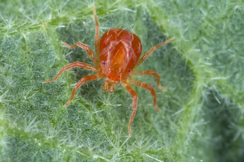 spider mites