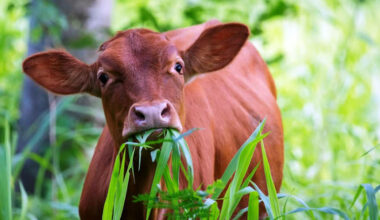 LIVESTOCK