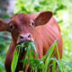 LIVESTOCK